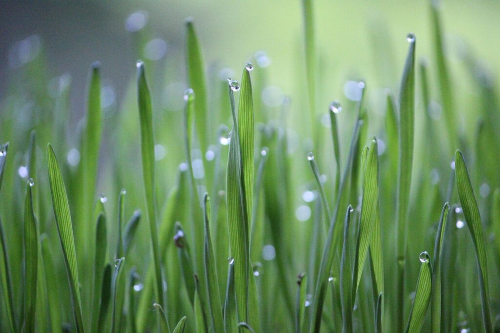 wheat grass, grass, green, cultivation, agriculture, wheat, growth, rural, crops, nature, green, agriculture, agriculture, agriculture, agriculture, agriculture, wheat, wheat, wheat, growth, growth